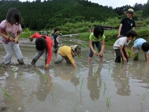 田植え