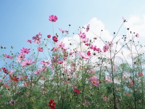 NPO法人 おおさかこども多文化センター