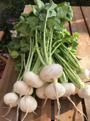 ふとした疑問が大きな活動に発展。野菜から学ぶ歴史と命のバトン！幻の伝統野菜「天王寺蕪」復活への道