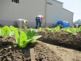 男性のみの共同菜園で暮らしの質を上げ、地域に笑顔を！！