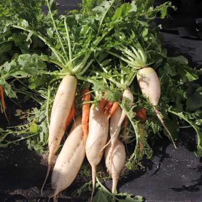 「安心の野菜作り入門」立派に育った大根を収穫！