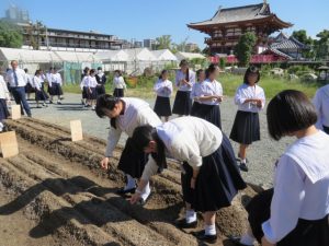 四天王寺中学校３年生が天王寺蕪を栽培